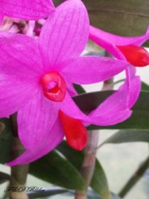 Cattleya 130 - Kopie.jpg