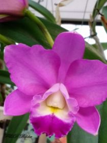 Cattleya 135 - Kopie.jpg