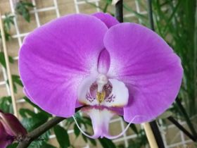 Cattleya 229 - Kopie.jpg
