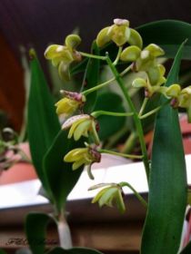 Cattleya 380 - Kopie.jpg