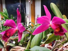 Cattleya 446 - Kopie.jpg