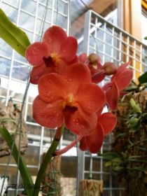 Cattleya 586 - Kopie.jpg