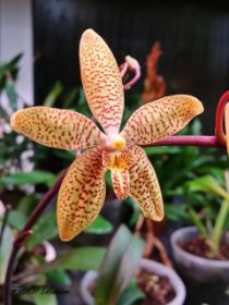 Cattleya 653 - Kopie.jpg